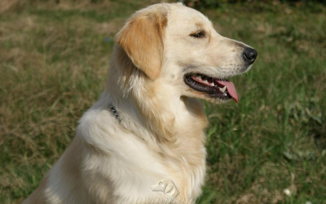 Обои картинки фото автор, geronima, животные, собаки, golden, retriever
