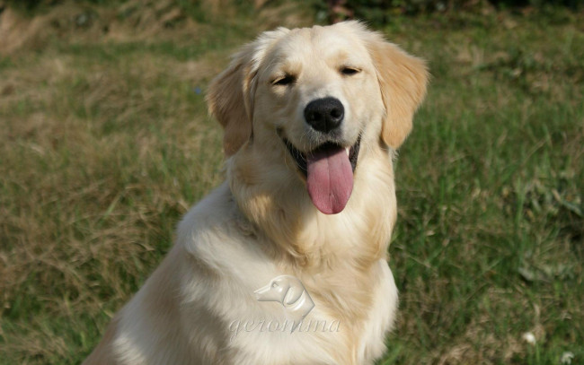 Обои картинки фото автор, geronima, животные, собаки, golden, retriever