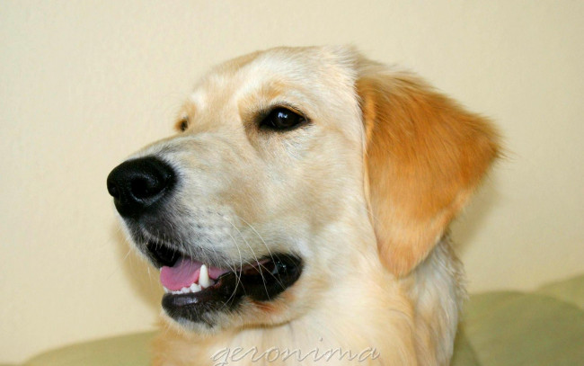 Обои картинки фото автор, geronima, животные, собаки, golden, retriever