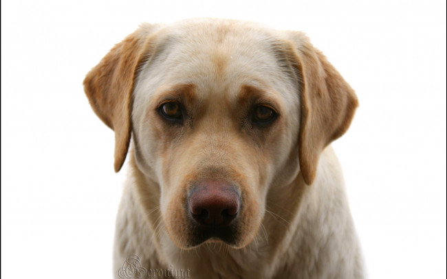 Обои картинки фото автор, geronima, животные, собаки, golden, retriever