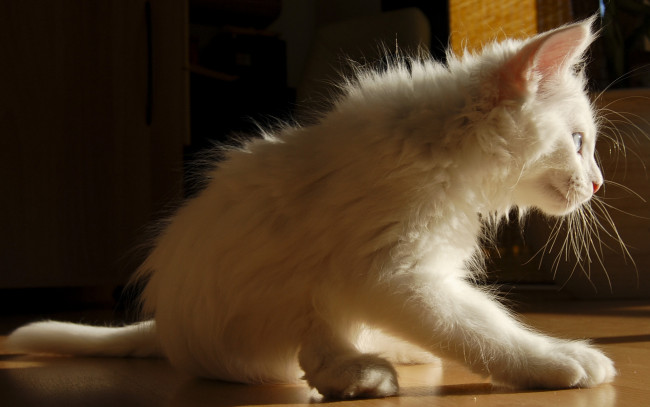 Обои картинки фото животные, коты