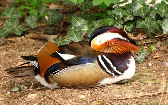 Обои картинки фото животные, утки, спящая, утка