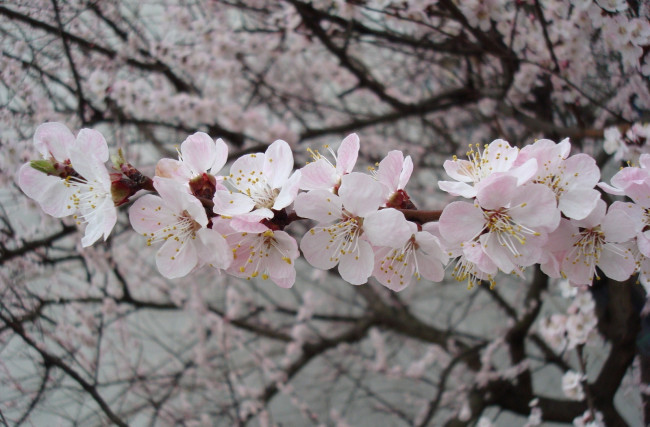 Обои картинки фото цветы, цветущие, деревья, кустарники, ветки