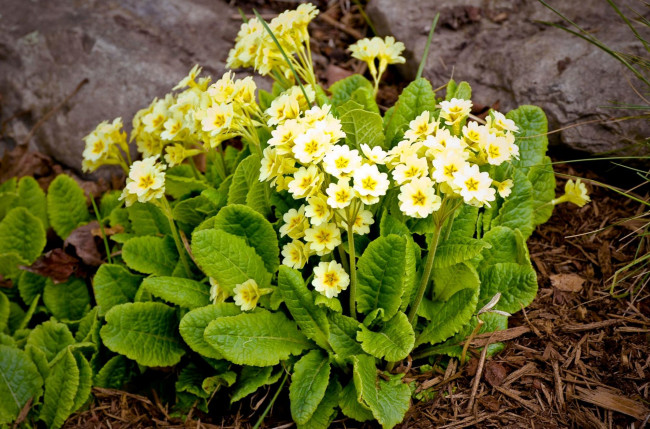 Обои картинки фото цветы, примулы, первоцвет, желтый, кустик