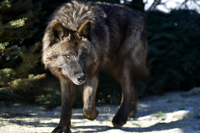 Обои картинки фото животные, волки, хищник, черный