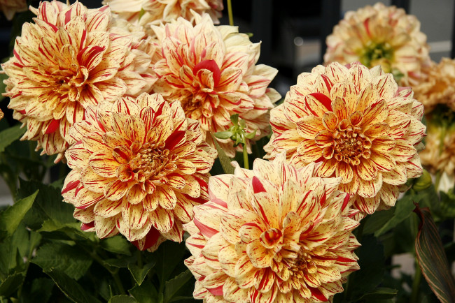 Обои картинки фото цветы, георгины, пестрый, круглый, лепестки