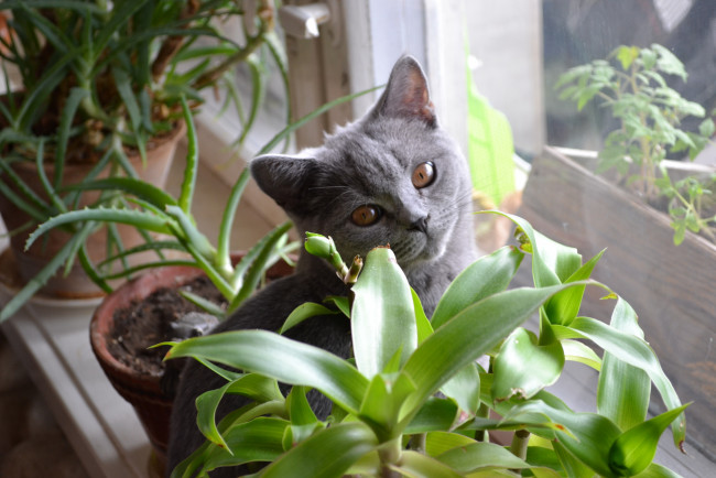 Обои картинки фото кися, животные, коты, окошко, кошка, подоконник, цветы