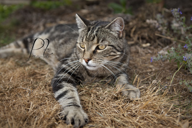 Обои картинки фото животные, коты, cat