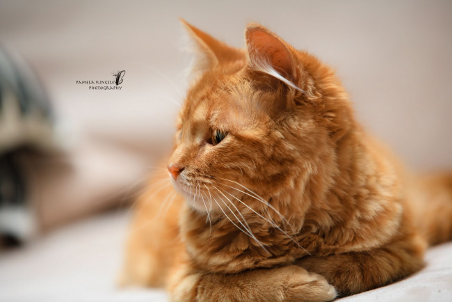 Обои картинки фото животные, коты, рыжий