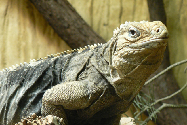 Обои картинки фото животные, Ящерицы, игуаны, вараны, варан