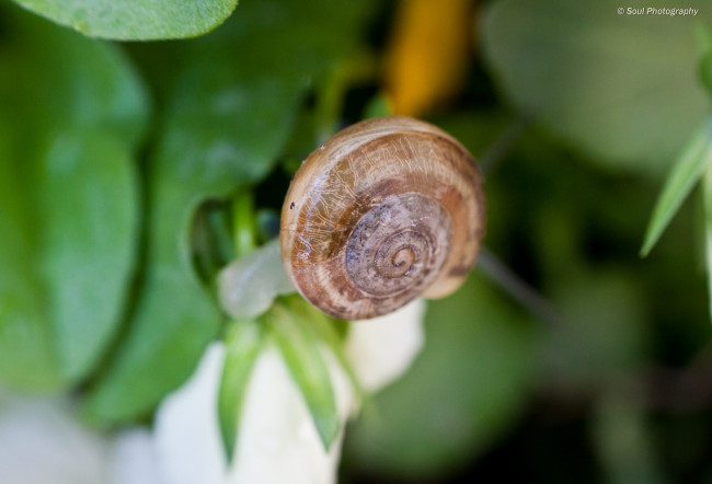 Обои картинки фото животные, улитки, обои, макро, улитка