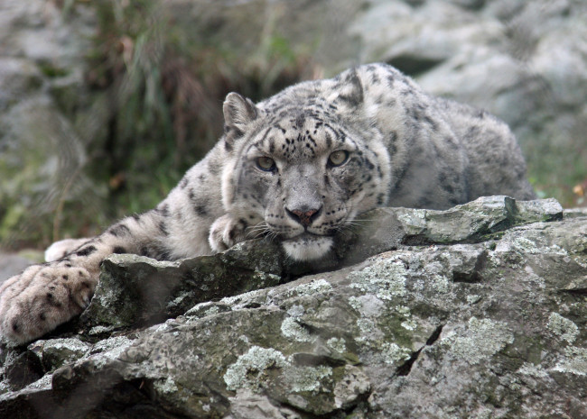 Обои картинки фото животные, снежный, барс, ирбис, камень, морда, взгляд