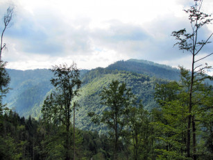 Картинка украина закарпатье природа горы лес