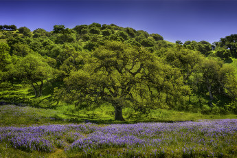 Картинка природа деревья люпин цветы луг