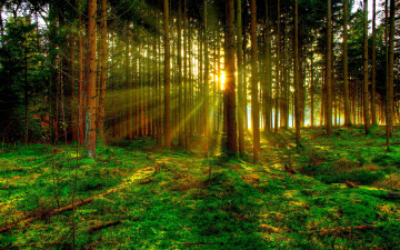 Картинка природа лес лучи стволы трава