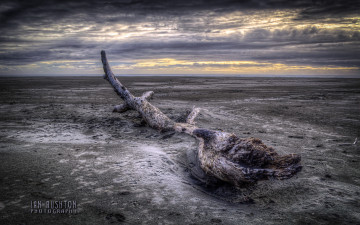 Картинка природа побережье отлив бревно облака