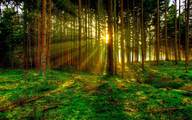 Обои картинки фото природа, лес, лучи, стволы, трава