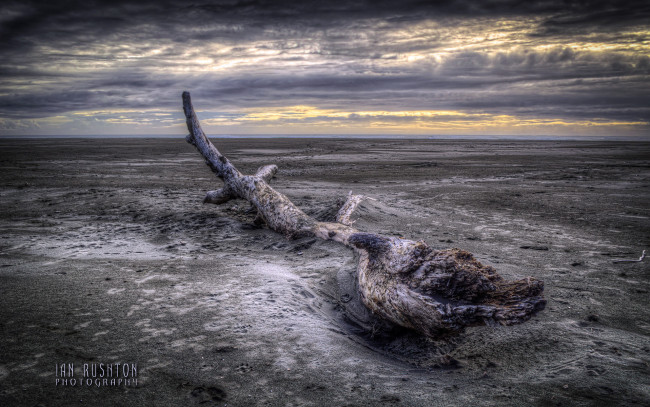 Обои картинки фото природа, побережье, отлив, бревно, облака