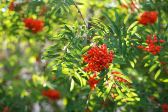 Картинка природа Ягоды +рябина гроздья