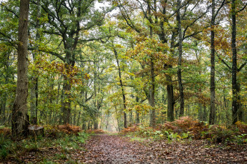Картинка природа лес тропинка осень листва