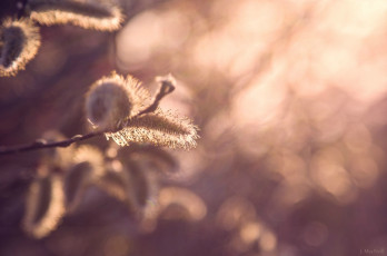 Картинка природа макро ветка весна свет