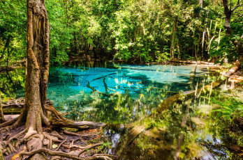 Картинка природа реки озера лето озеро деревья лес