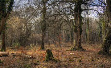 Картинка природа лес бревна пни кустарник дубы осень