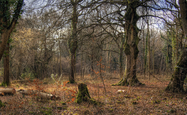 Обои картинки фото природа, лес, бревна, пни, кустарник, дубы, осень