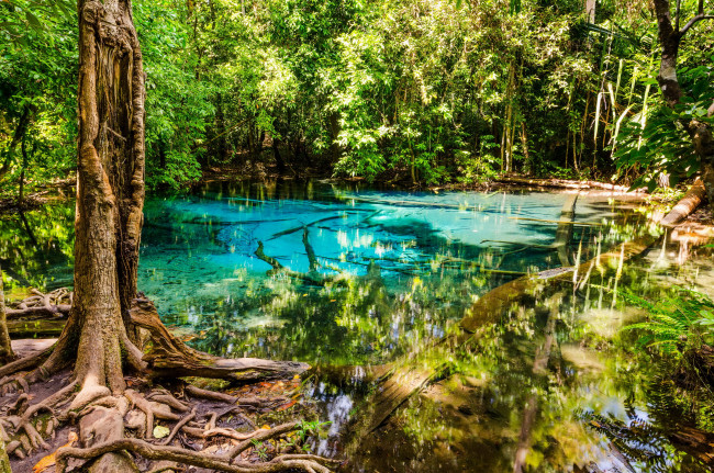 Обои картинки фото природа, реки, озера, лето, озеро, деревья, лес