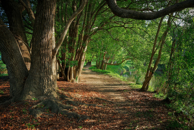 Обои картинки фото природа, дороги, деревья, тропинка