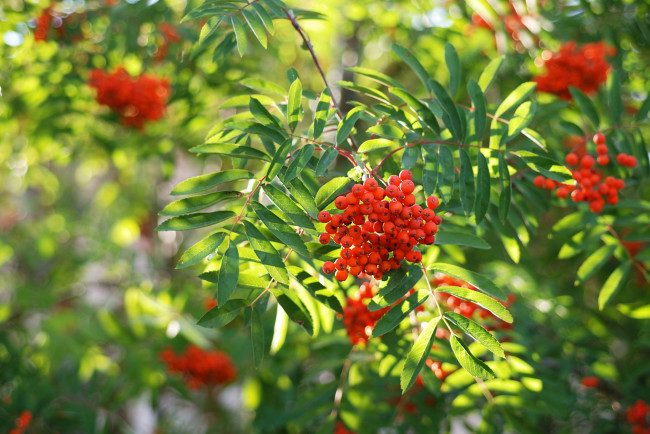 Обои картинки фото природа, Ягоды,  рябина, гроздья