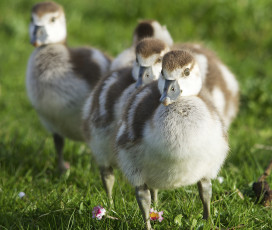 Картинка животные утки трава луг утята группа цветы