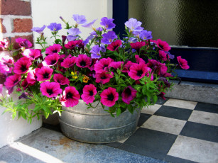 Картинка цветы петунии +калибрахоа лиловый малиновый