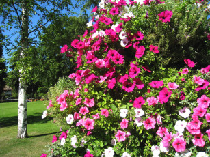 Картинка цветы петунии +калибрахоа розовый