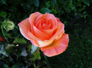 Картинка цветы розы одиночка