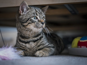 Картинка животные коты киса