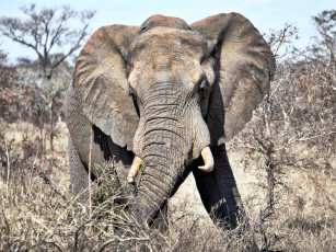 Картинка животные слоны слон бивни