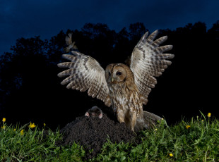 Картинка животные разные+вместе птица хищник крылья ночь крот сова охота