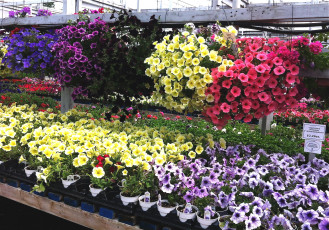 Картинка цветы петунии +калибрахоа много