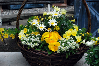 Картинка цветы разные+вместе корзинка фиалки ромашки