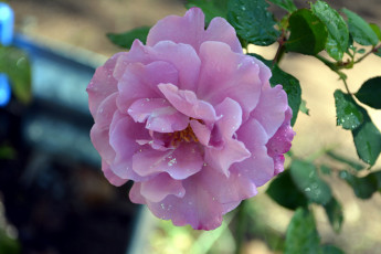 Картинка цветы розы капли