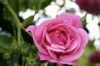 Картинка цветы розы капли