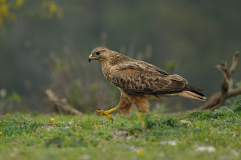 Картинка животные птицы+-+хищники канюк