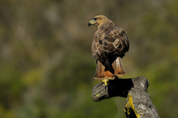 Картинка животные птицы+-+хищники канюк