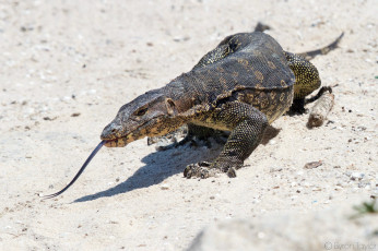 Картинка животные Ящерицы +игуаны +вараны варан