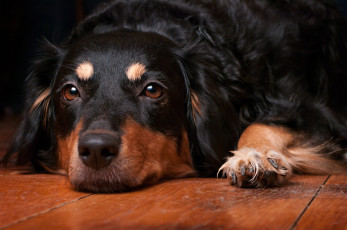 Картинка животные собаки пес