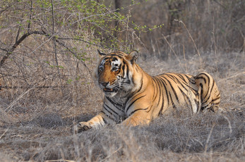 Картинка животные тигры тигр