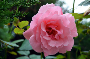 Картинка цветы розы розовый