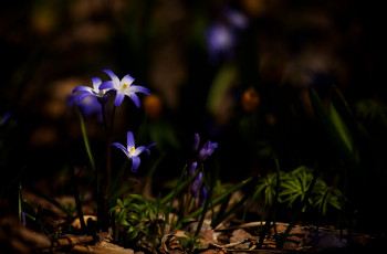 Картинка цветы макро