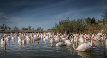 Картинка животные фламинго розовые